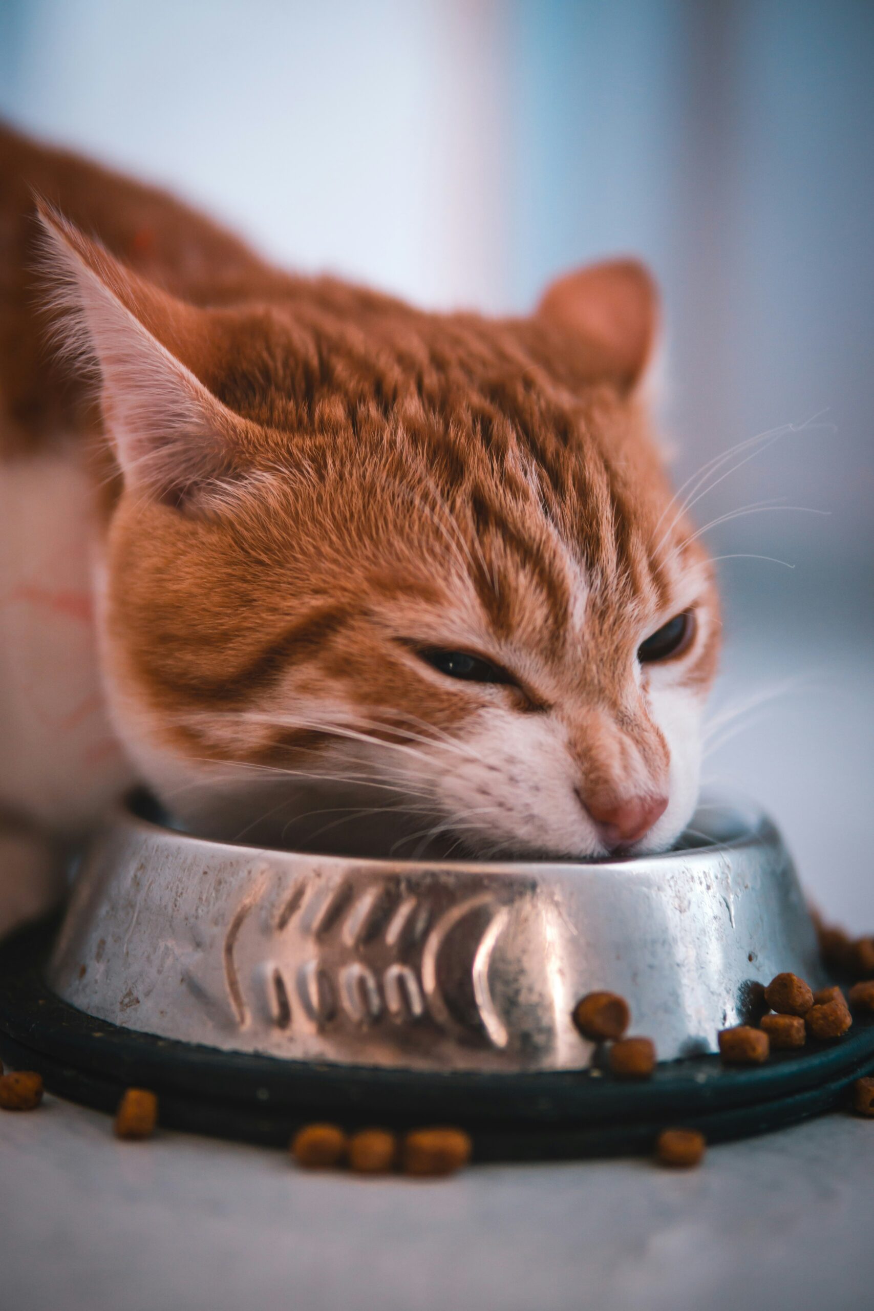 餌を食べている猫