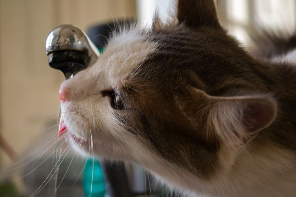 ラグドールが水を飲んでいる