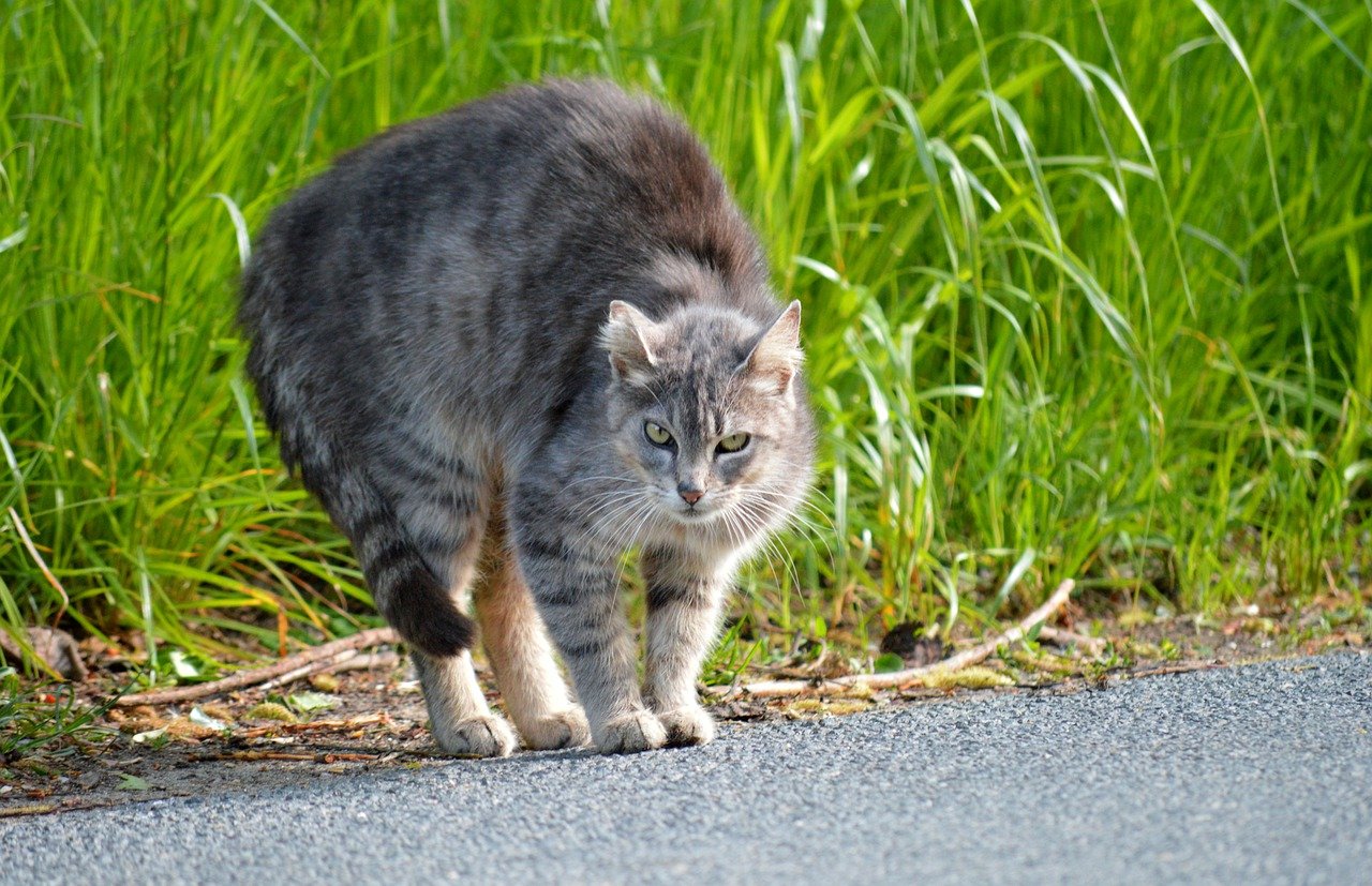 猫の威嚇